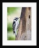 Downy Woodpecker by Anonymous
