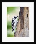 Downy Woodpecker by Anonymous