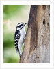 Downy Woodpecker by Anonymous