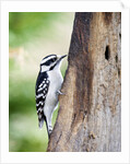 Downy Woodpecker by Anonymous