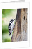 Downy Woodpecker by Anonymous