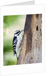 Downy Woodpecker by Anonymous