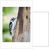 Downy Woodpecker by Anonymous