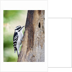 Downy Woodpecker by Anonymous