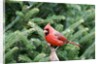 Northern Cardinal by Anonymous