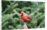 Northern Cardinal by Anonymous