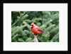 Northern Cardinal by Anonymous
