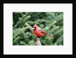 Northern Cardinal by Anonymous