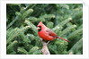 Northern Cardinal by Anonymous