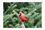 Northern Cardinal by Anonymous