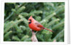 Northern Cardinal by Anonymous