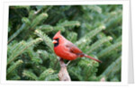 Northern Cardinal by Anonymous