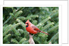 Northern Cardinal by Anonymous