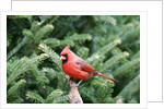 Northern Cardinal by Anonymous