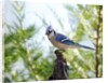 Blue Jay by Anonymous