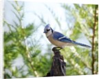 Blue Jay by Anonymous