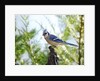 Blue Jay by Anonymous