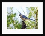 Blue Jay by Anonymous