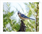 Blue Jay by Anonymous