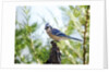 Blue Jay by Anonymous