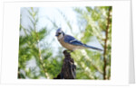 Blue Jay by Anonymous