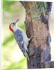 Red-beilled Woodpecker by Anonymous
