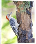 Red-beilled Woodpecker by Anonymous