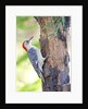 Red-beilled Woodpecker by Anonymous
