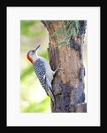 Red-beilled Woodpecker by Anonymous