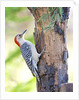 Red-beilled Woodpecker by Anonymous