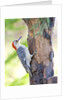 Red-beilled Woodpecker by Anonymous