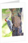 Red-beilled Woodpecker by Anonymous