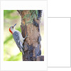 Red-beilled Woodpecker by Anonymous