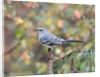 Northern Mockingbird by Anonymous