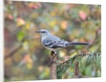 Northern Mockingbird by Anonymous