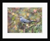 Northern Mockingbird by Anonymous