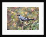 Northern Mockingbird by Anonymous
