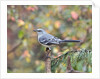 Northern Mockingbird by Anonymous