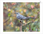 Northern Mockingbird by Anonymous