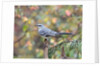Northern Mockingbird by Anonymous