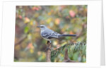 Northern Mockingbird by Anonymous