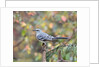 Northern Mockingbird by Anonymous