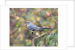 Northern Mockingbird by Anonymous