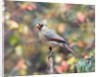 Northern Cardinal by Anonymous