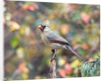 Northern Cardinal by Anonymous
