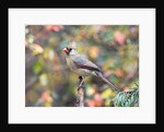 Northern Cardinal by Anonymous