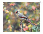 Northern Cardinal by Anonymous