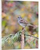 White-throated Sparrow by Anonymous