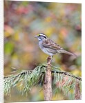 White-throated Sparrow by Anonymous