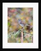 White-throated Sparrow by Anonymous